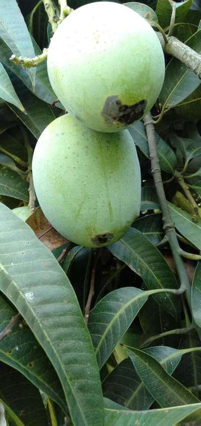 Melon Fruit Fly - Mango