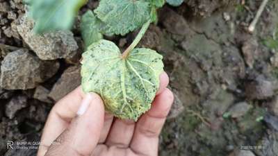 Aphids - Okra