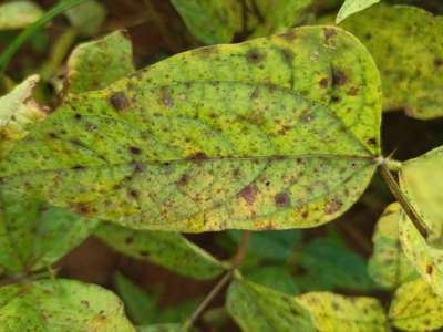 Cercospora Leaf Spot of Legumes - Black & Green Gram