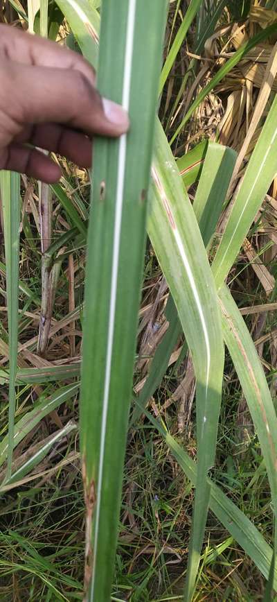 White Top Borer - गन्ना