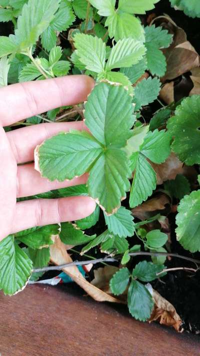 Potassium Deficiency - Strawberry