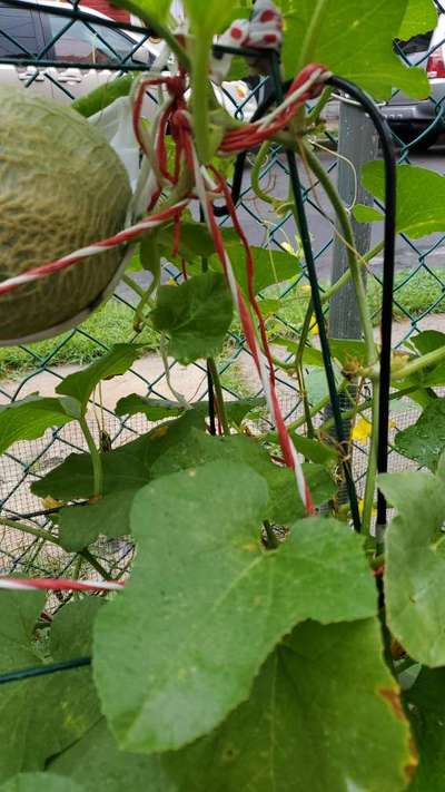 Potassium Deficiency - Cucumber