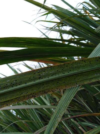 ಮಿಲಿಬಗ್ - ಕಬ್ಬು