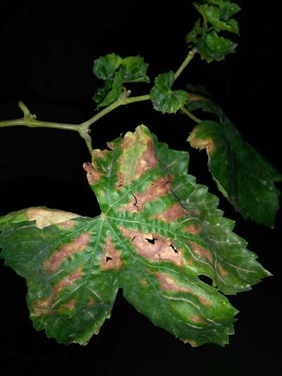 Downy Mildew of Grape - Grape