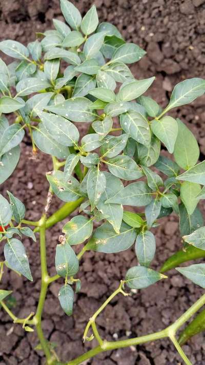 Flea Beetles - Capsicum & Chilli