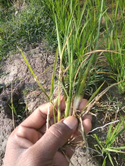 Zinc Deficiency - Rice