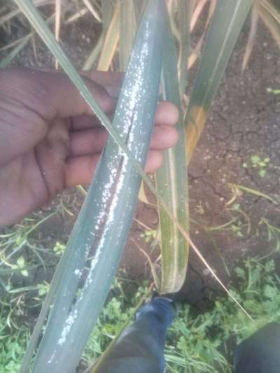 Woolly Aphid - Sugarcane