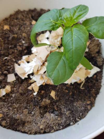 Brown Mite - Capsicum & Chilli