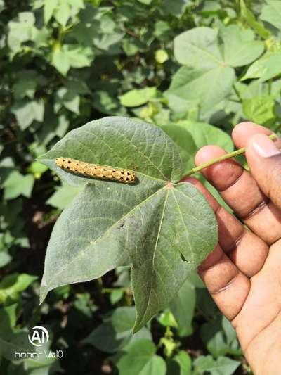 Tobacco Caterpillar - Cotton