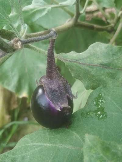 Brinjal Shoot and Fruit Borer - Brinjal