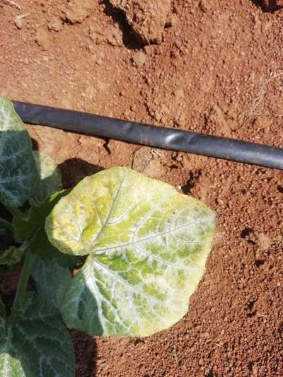 Cucumber Mosaic Virus - Pumpkin