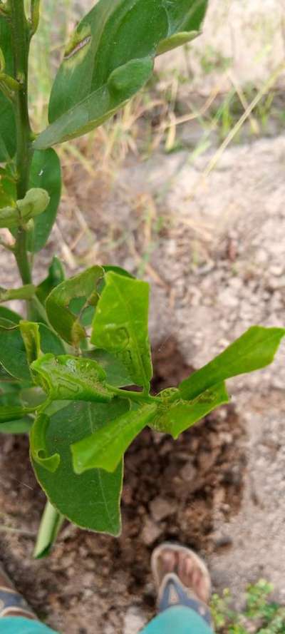 Citrus Leaf Miner - Citrus