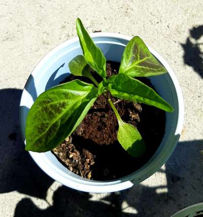 green pepper plant leaves