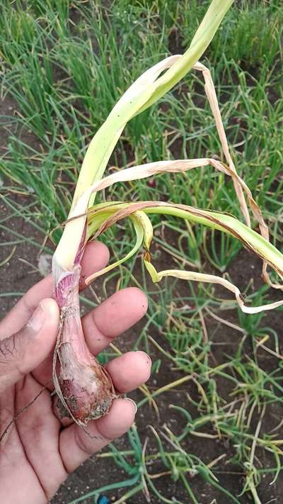 ಬೋರಾನ್ ಕೊರತೆ - ಈರುಳ್ಳಿ