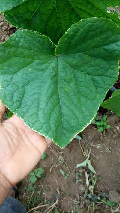 Potassium Deficiency - Cucumber