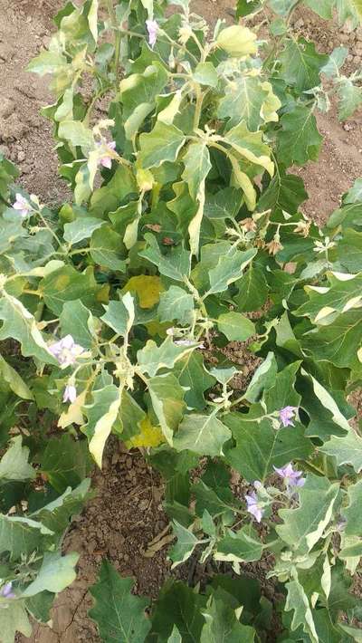 Pesticide Burn - Brinjal