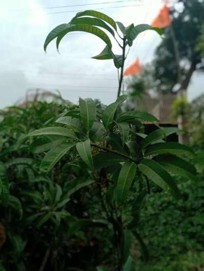 Damping-Off of Seedlings - Mango