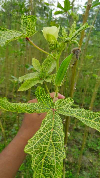 ভেন্ডির হলুদ মোজাইক ভাইরাস - ঢেঁড়শ