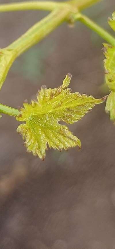 Potassium Deficiency - Grape