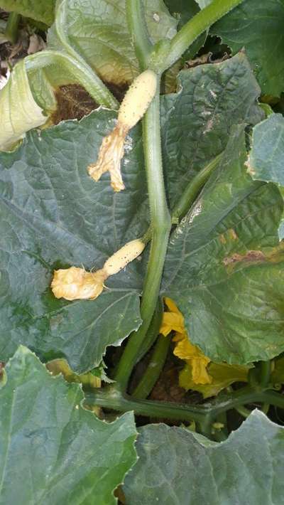 Calcium Deficiency - Zucchini