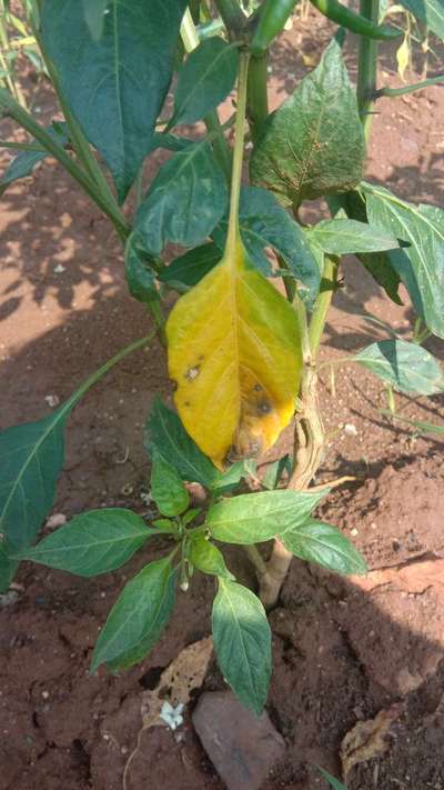 Blight of Pepper - Capsicum & Chilli