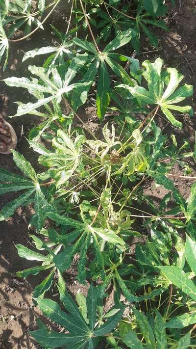 Cassava Mosaic Disease - மரவள்ளிக்கிழங்கு