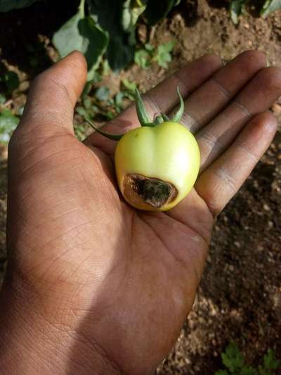 ಹೂವು ಬಿಡುವ ಕೊನೆಯಲ್ಲಿ ಕೊಳೆಯುವುದು - ಟೊಮೆಟೊ