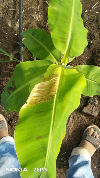 Cucumber Mosaic Virus on Banana - Banana