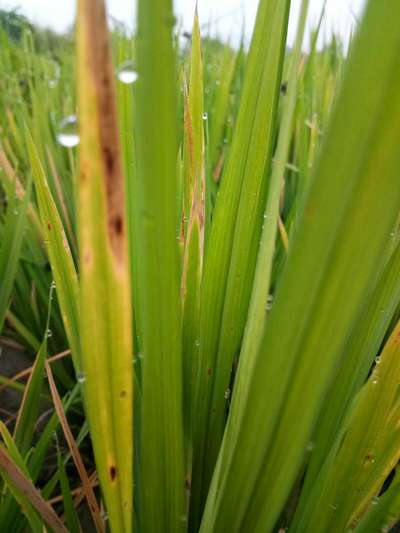 Brown Spot of Rice - Rice