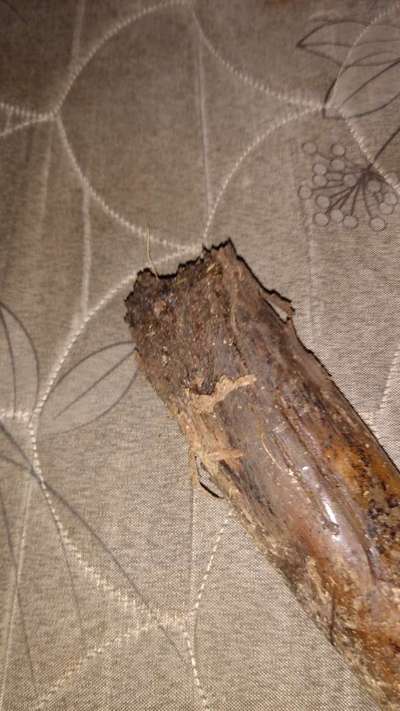 Podridão-mole da Banana - Banana