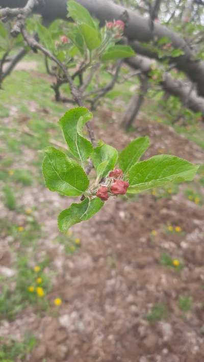 Peach Leaf Curl - Apple