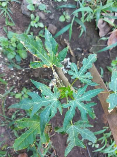 Quemaduras por fertilizantes o plaguicidas - Papaya