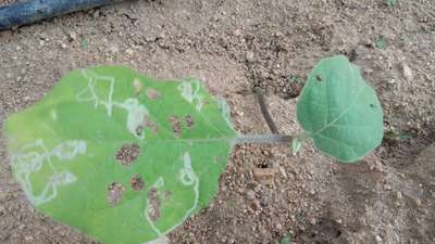 Leaf Miner Flies - Brinjal