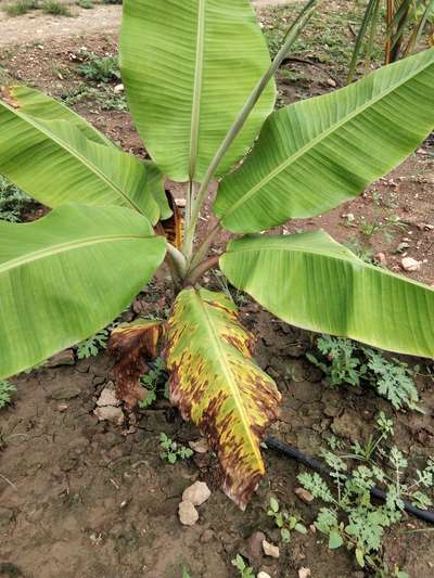 Calcium Deficiency - Banana