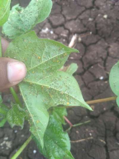 Aphids - Cotton