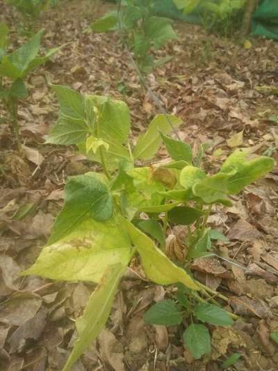 Nitrogen Deficiency - Bean