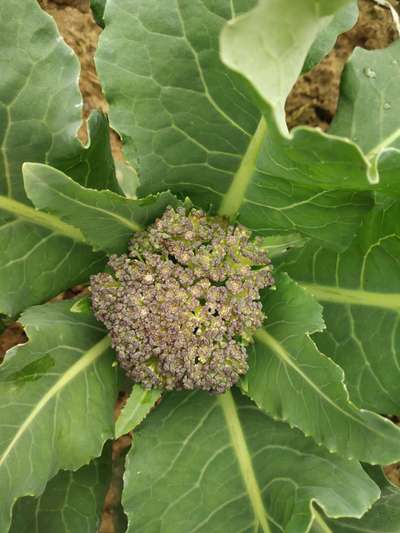 Boron Deficiency - Cauliflower