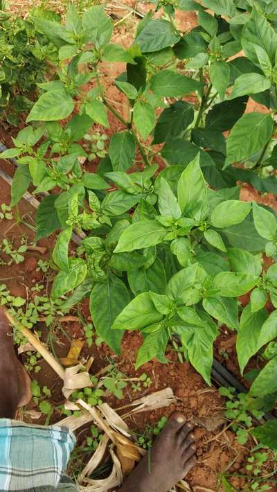 Spider Mites - Capsicum & Chilli