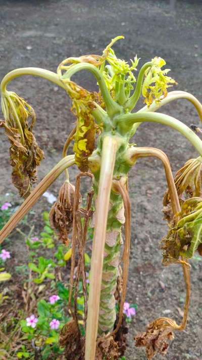 Broad Mite - Papaya