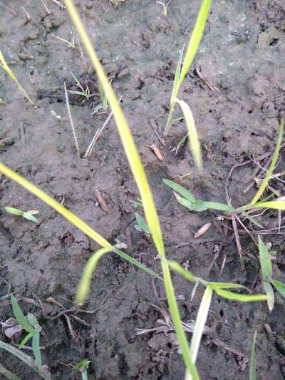 Nitrogen Deficiency - Rice