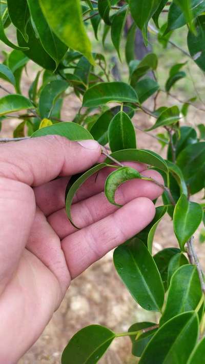 Ácaro del Brote del Olivo - Cítricos