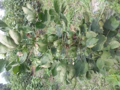 Cotton Leaf Curl Virus - Cotton