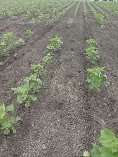 Nitrogen Deficiency - Cotton