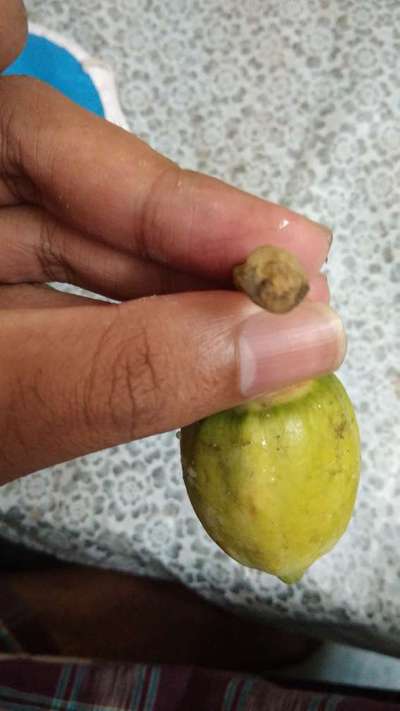 ফলের পচন রোগ - পেঁপে