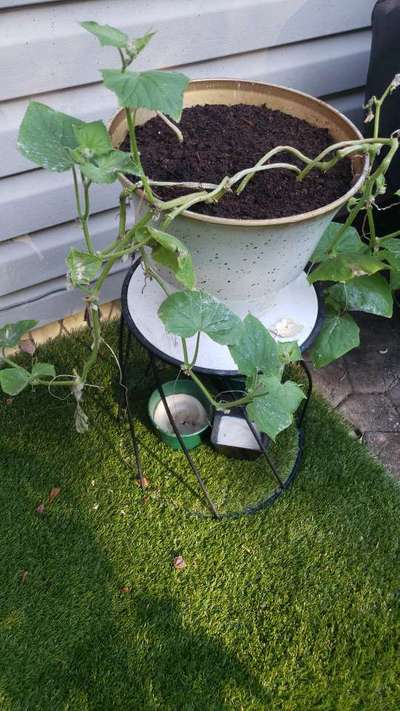 Gummy Stem Blight of Cucurbits - Cucumber