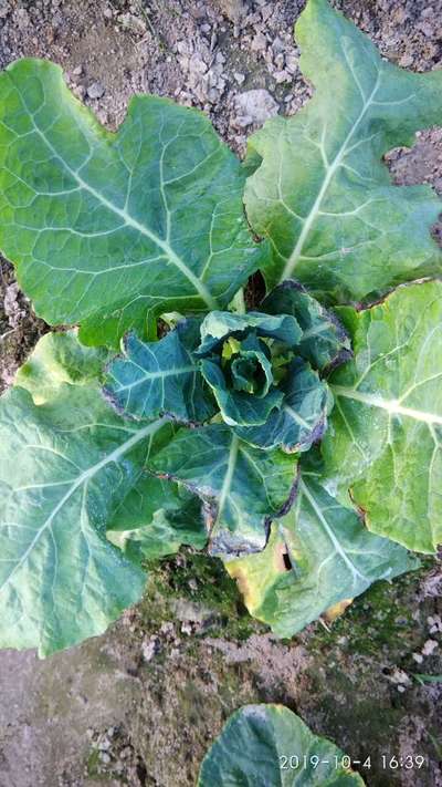 Black Rot - Cauliflower