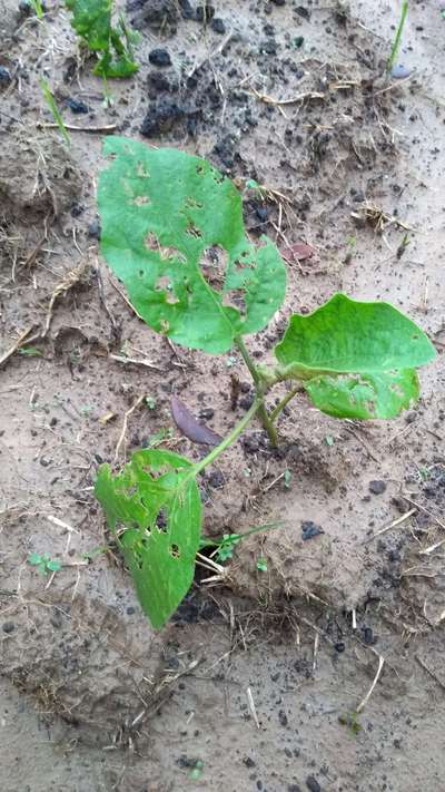 Flea Beetles - Brinjal