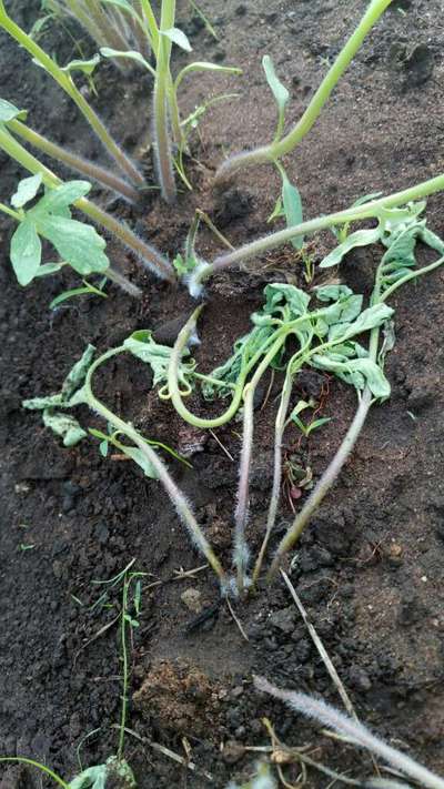 Stem Rot - Tomato