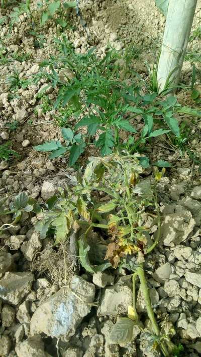 Murcha de Verticillium - Tomate