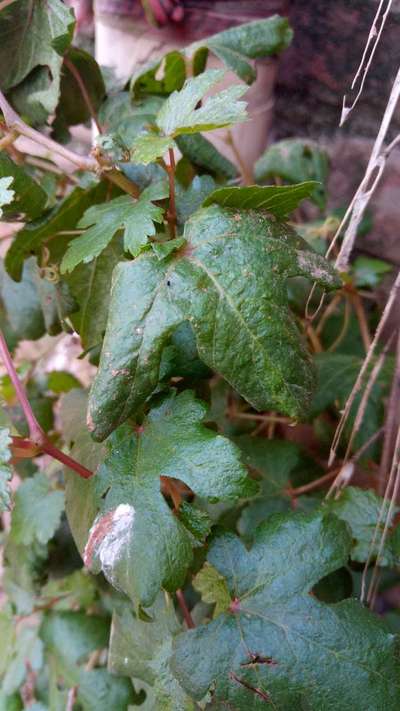 Black Rot of Grape - अंगूर